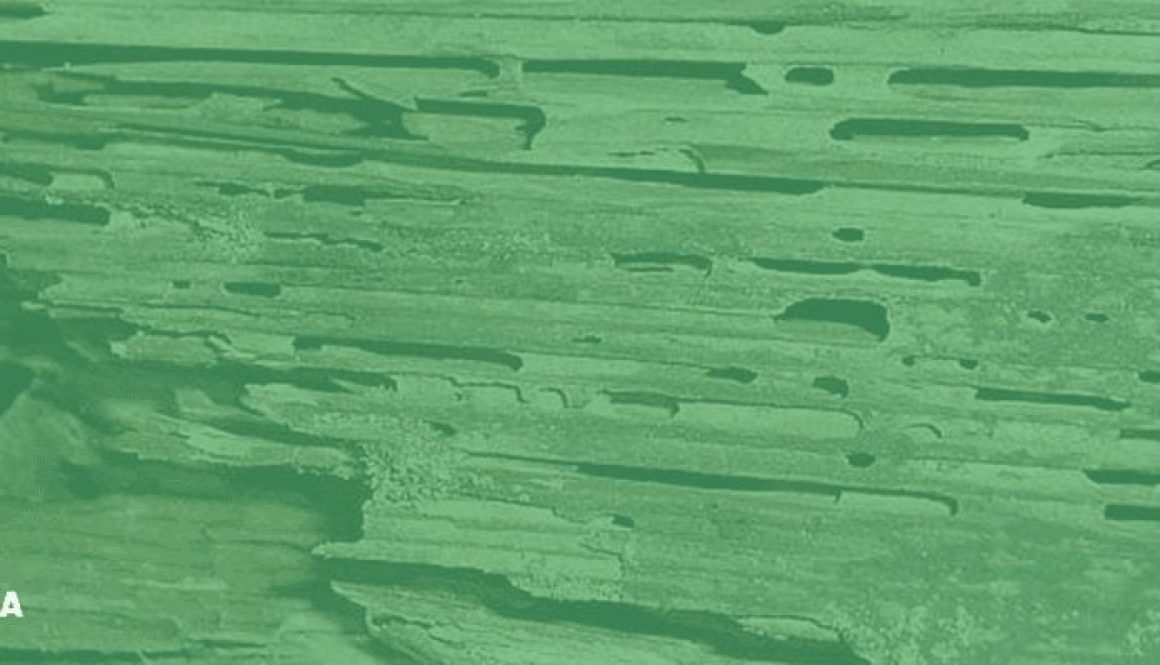 Termite Damage Image