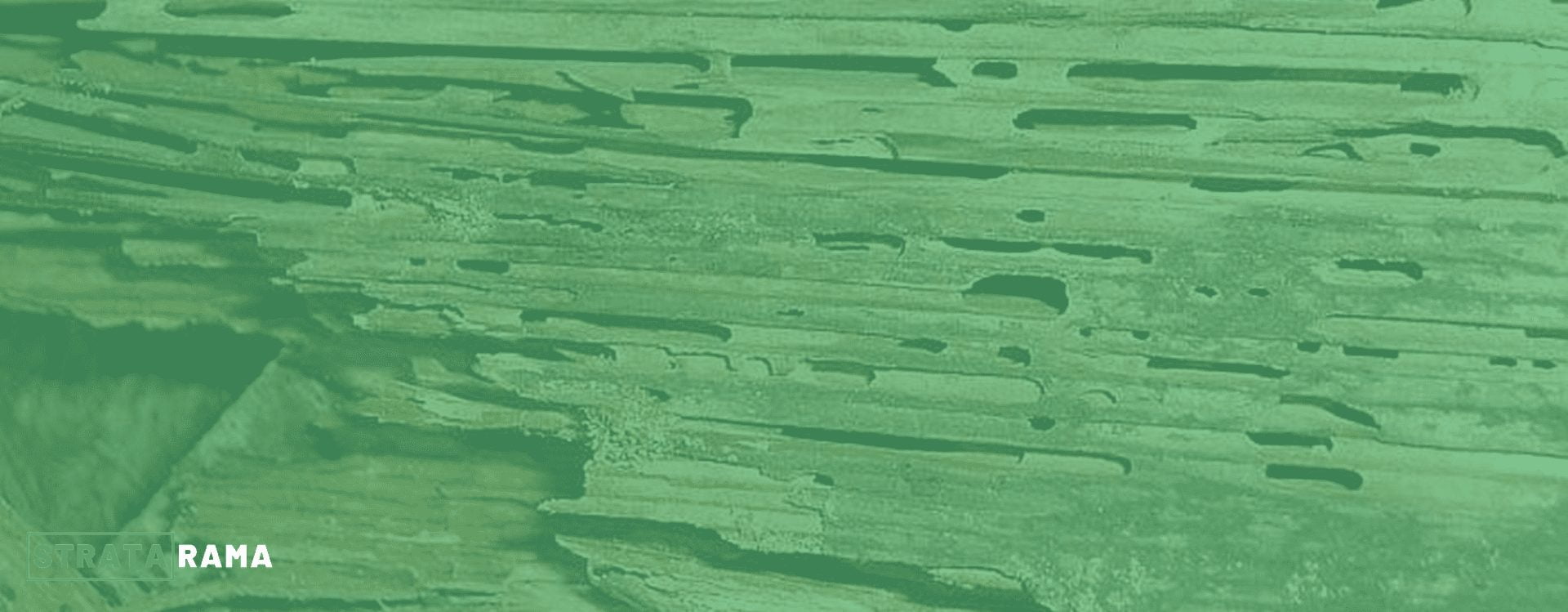 Termites – reducing risk & the signs